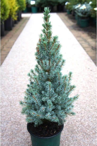 Picea glauca Sanders Blue
