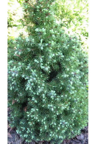 Ялина Сандерс Блю молодий приріст хвої