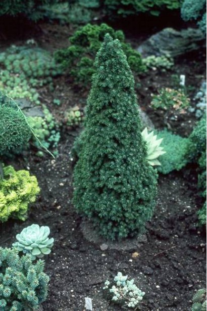 Ялина канадська Sanders Blue