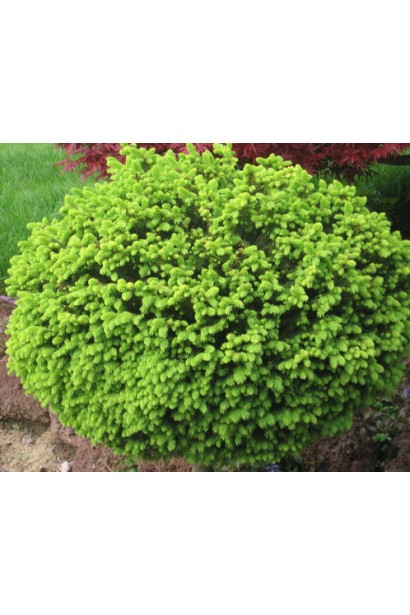 Ель европейская Литл Джем