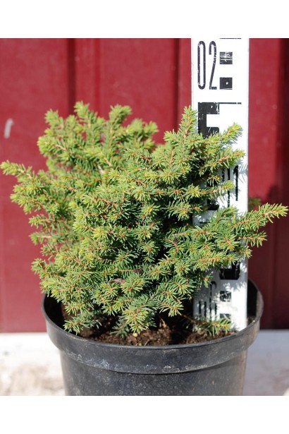 Ель обыкновенная Литтл Джем саженец 15-20 см