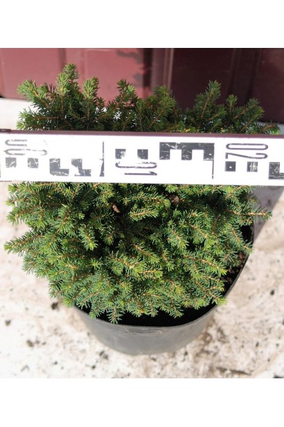 Ель обыкновенная Литтл Джем диаметр 20-25 см