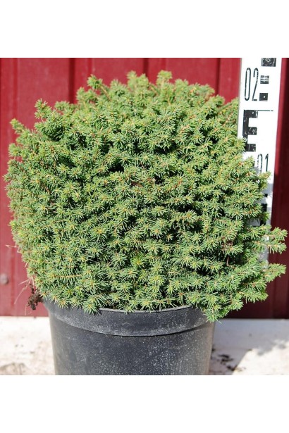 Ель европейская Литл Джем контейнер 3 л