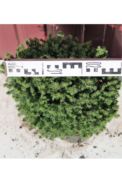 Ель европейская Литл Джем диаметр 25-30 см