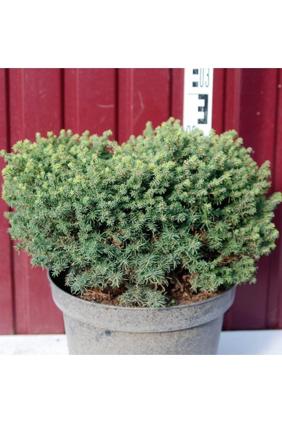 Ель европейская Литл Джем в горшке