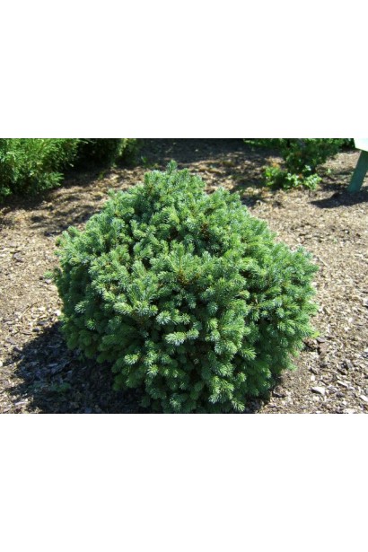 Ель карликовая Литтл Джем