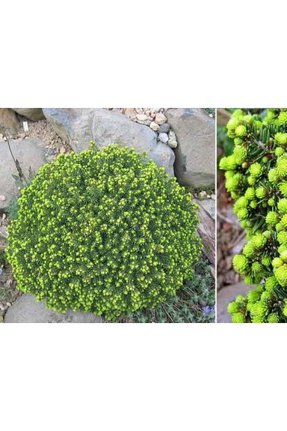 Picea abies Little Gem