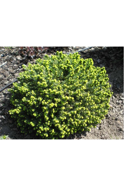 Ель обыкновенная Литтл Джем молодой прирост хвои