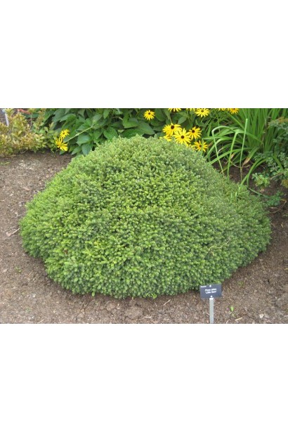 Ель гнездообразной формы Литтл Джем