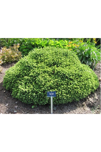 Ель обыкновенная Little Gem