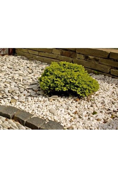 Picea Little Gem на клумбе