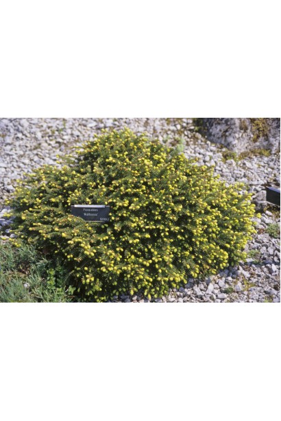 Ялина звичайна Echiniformis