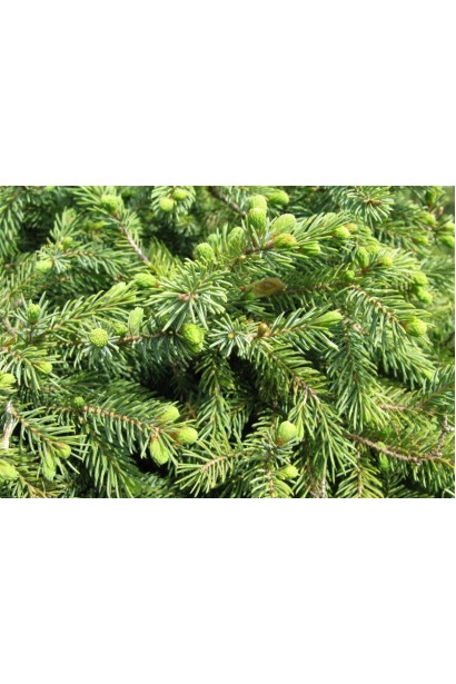 Ялина Ехініформіс світло-зелена м’яка хвоя