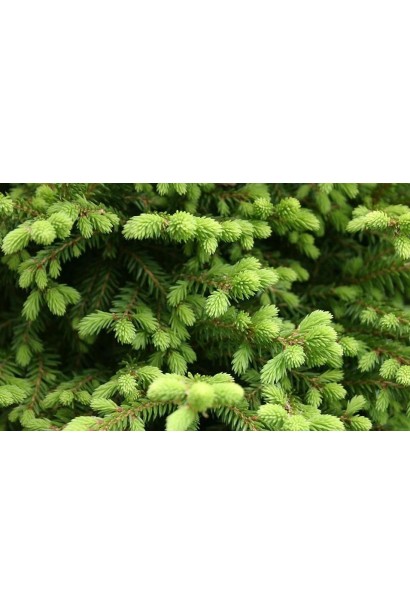 Молодий приріст хвої ялини Ексцелса