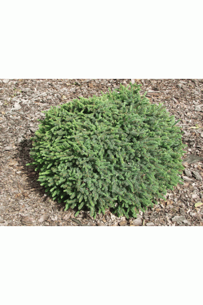 Ялина звичайна Ехініформіс