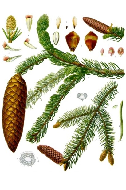 Ялина європейська Ехініформіс 