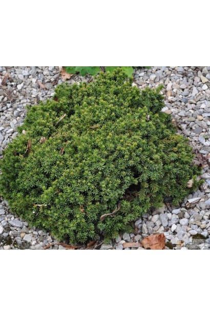 Ялина подушковидна Ехініформіс