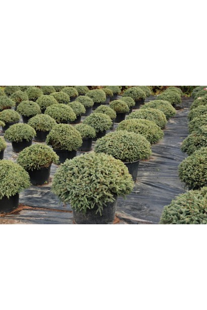 Ялина звичайна Ехініформіс саджанці в контейнері