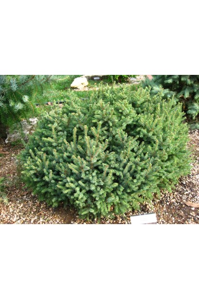 Picea abies Echiniformis