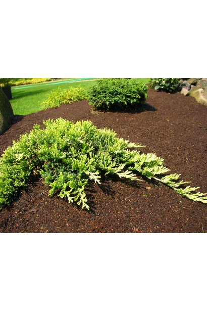 Ялівець сланкий Golden Carpet