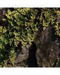 Ялівець горизонтальний Голден Карпет | Можжевельник горизонтальный Голден Карпет | Juniperus horizontalis Golden Carpet