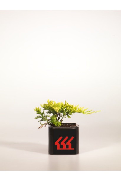 Ялівець Голден Карпет контейнер Р9