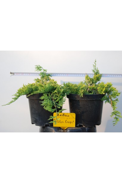 Ялівець Голден Карпет саджанці в горщиках