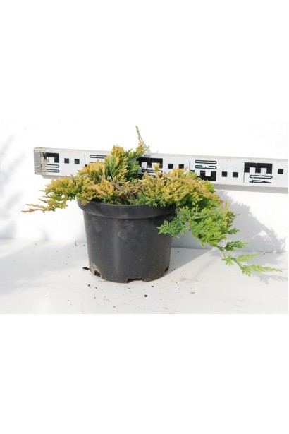 Ялівець Голден Карпет діаметр крони 35-45 см