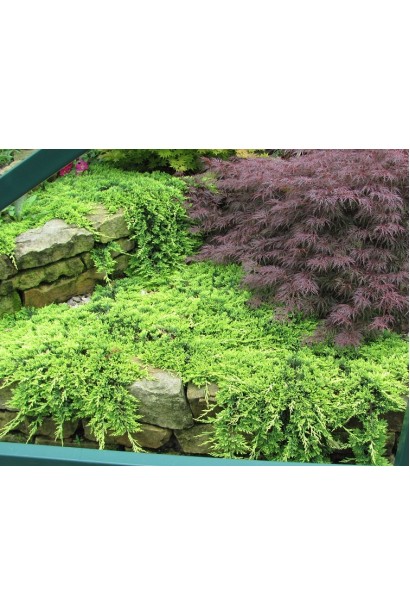 Ялівець грунтопокривний Голден Карпет в ландшафті