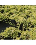 Ялівець горизонтальний Голден Карпет | Можжевельник горизонтальный Голден Карпет | Juniperus horizontalis Golden Carpet