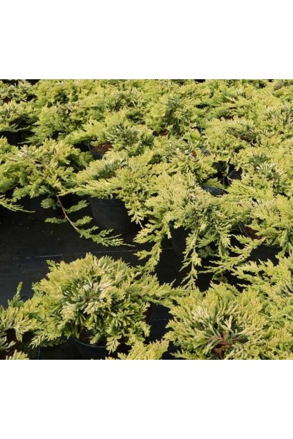 Ялівець Голден Карпет саджанці в садовому центрі