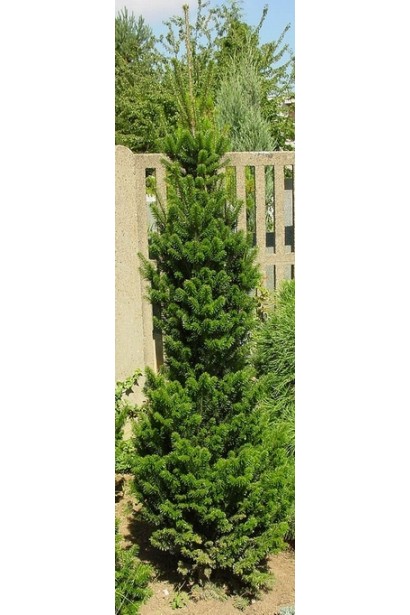 Пихта белая Пирамидальная