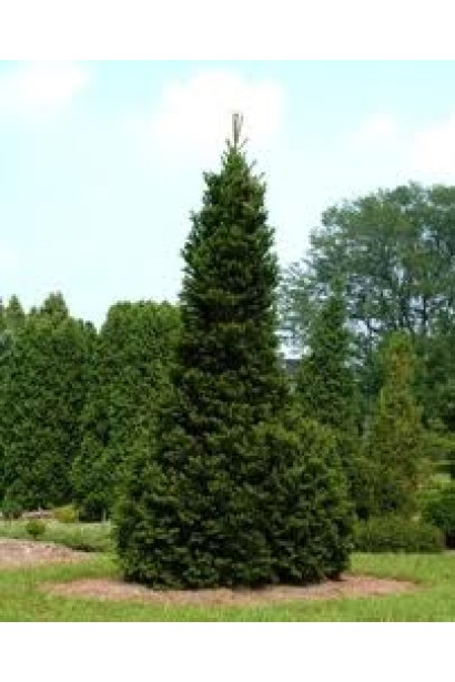 Пихта белая Пирамидальная: элегантное дерево с узкой пирамидальной формой кроны.