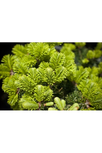 Хвоя пихты белой пирамидальной: компактная и плотная, придает дереву изящный вид.