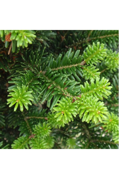 Хвоя пихты Пирамидальной: сохраняет яркость даже в зимний сезон.