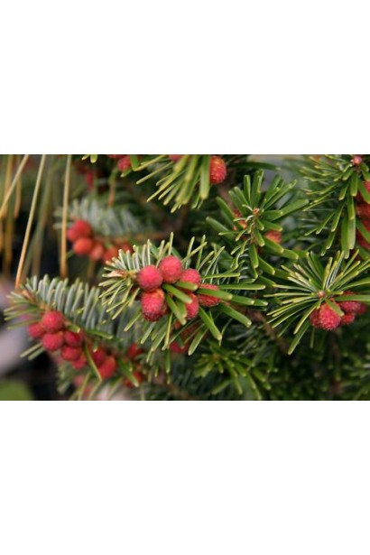 Ягоды пихты белой Пирамидальной: декоративный акцент, придающий дереву уникальности.