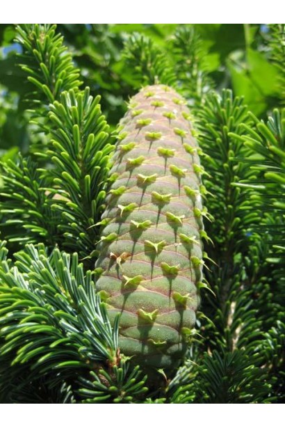 Шишки пихты белой Пирамидальной: декоративные вертикальные элементы, украшающие дерево