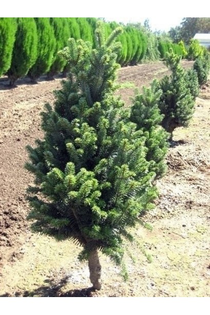 Пихта белая Пирамидальная саженцы в питомнике