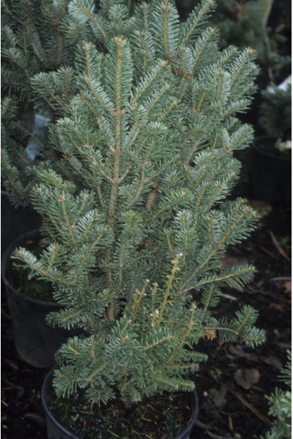 Abies alba Pyramidalis
