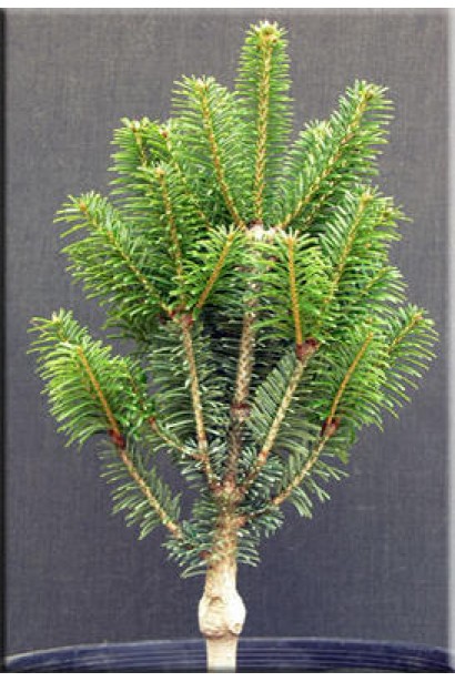 Пихта белая Пирамидальная