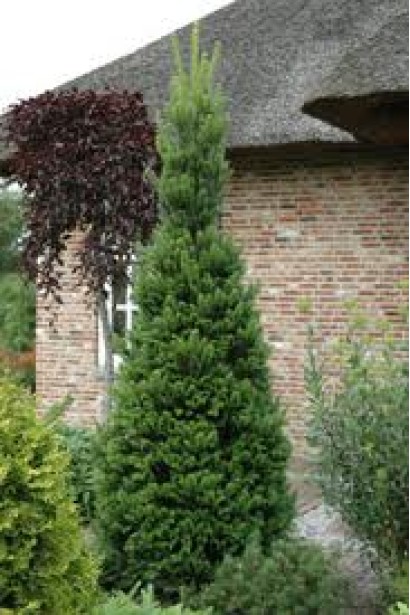 Взрослая пихта Пирамидальная: высокое и стройное дерево для современного ландшафтного дизайна.