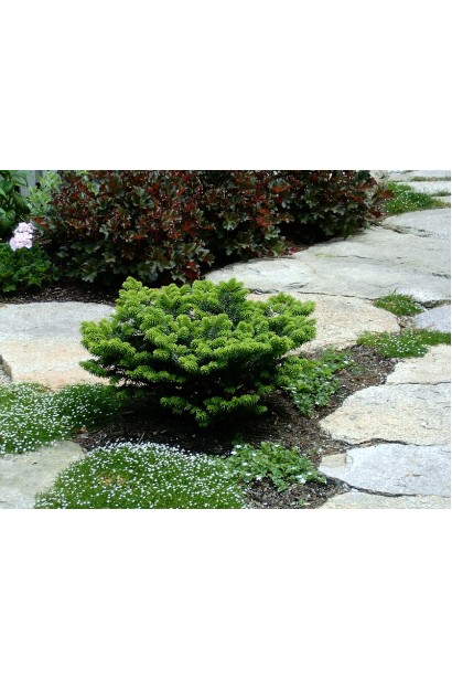 Пихта бальзамическая Нана