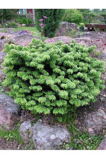 Пихта бальзамическая Нана: компактный карликовый сорт с густой хвоей.