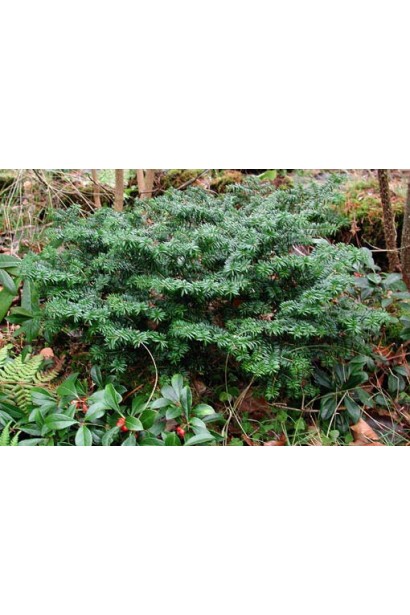 Пихта бальзамическая Нана: отличный выбор для декоративных композиций и контейнерного озеленения.