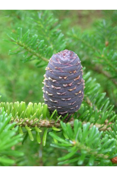 Шишки пихты бальзамической Нана: природное украшение для альпинариев и каменистых садов.