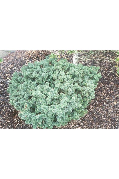 Abies balsamea Nana
