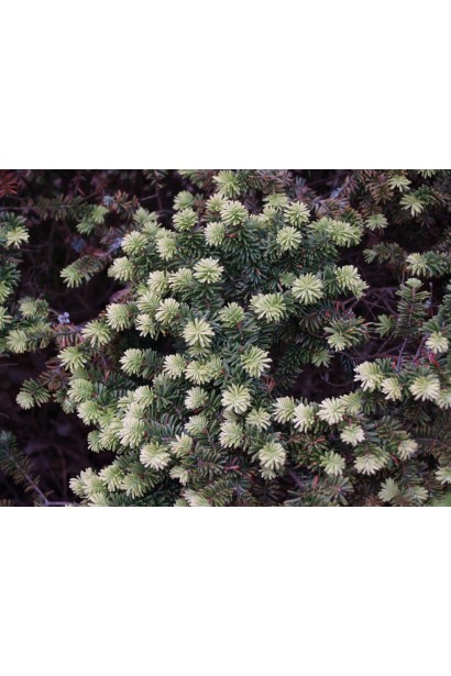 Молодой прирост Пихты бальзамической Нана