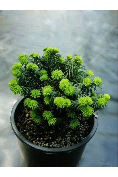 Саженец пихты Нана: идеальный выбор для небольших садов или альпинариев.