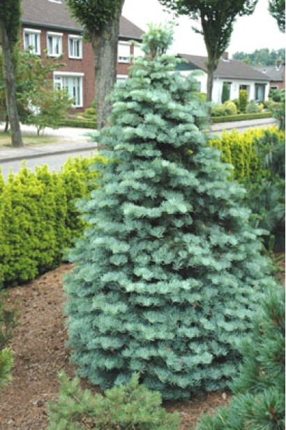Доросла ялиця Арчерс Дварф: компактна, з густою і симетричною кроною.