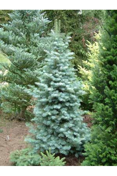 Доросле дерево Арчерс Дварф: компактне, підходить для стильного озеленення.